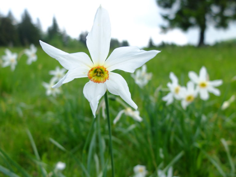 Narcissus pseudonarcissus ssp pseudonarcissus