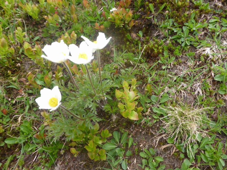 Anemone alpina (= Pulsatilla alpina)