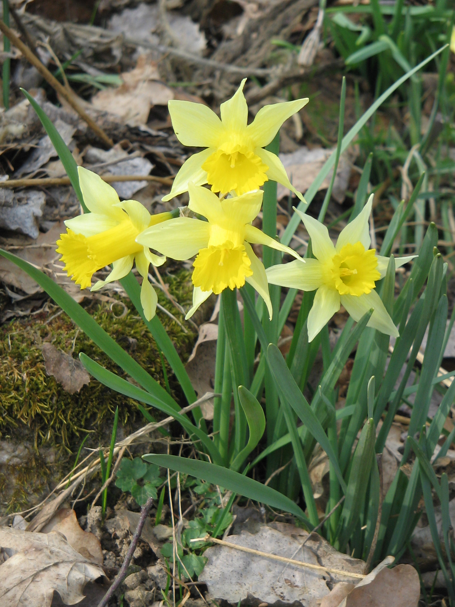 Narcissus_pseudonarcissus004