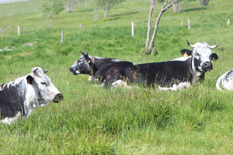 17-06-2021 Vaches vosgiennes Hohneck (c) R. François