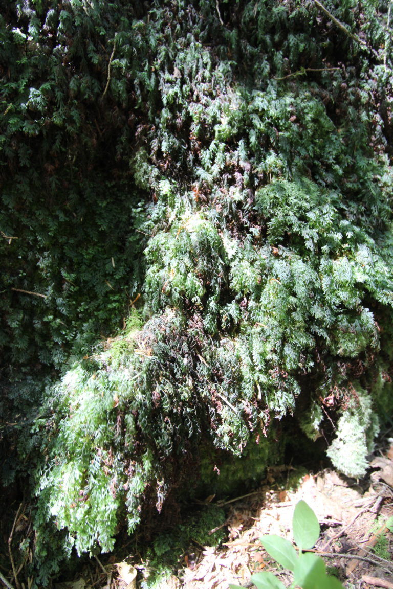 Hymenophyllum de Tunbridge (Hymenophyllum tunbrigense) (c) R. François